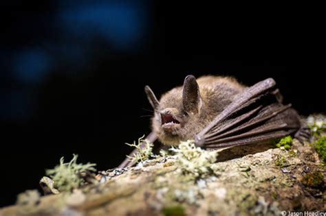 Little Brown Bat (Myotis lucifugus) · iNaturalist.ca