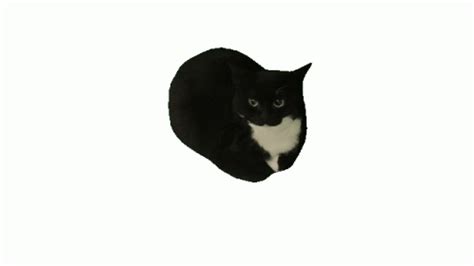 Maxwell Cat Sticker - Maxwell Cat Maxwell Cat - Temukan & Bagikan GIF | Cute cat gif, Cat gif ...