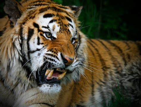 Tigers vs. Saber-Toothed Tigers: Who Wins in a Fight?