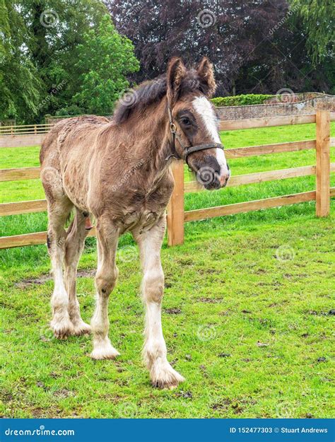 Shire Horse Foal