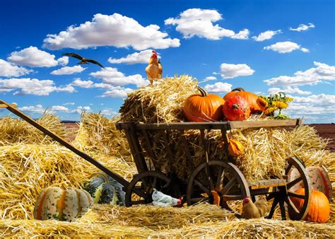 Fotos gratis : cielo, heno, campo, carro, flor, cosecha, cultivo, otoño, calabaza, agricultura ...