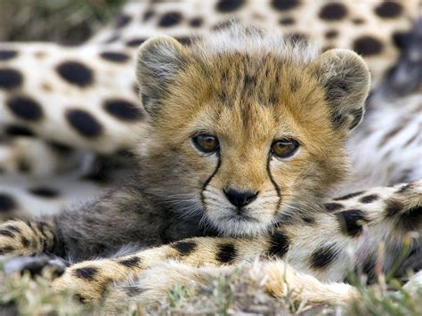 Edge Of The Plank: Cute Animals: Baby Cheetah Cubs