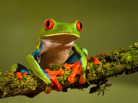 Red Eyed Tree Frog Wallpaper - WallpaperSafari