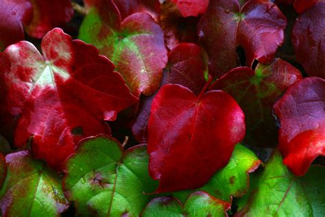 Red and Green Free Photo Download | FreeImages