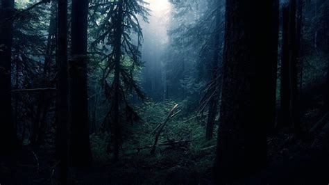 Black Forest Wallpapers - Wallpaper Cave