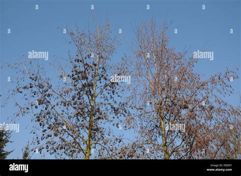 Black alder tree hi-res stock photography and images - Alamy