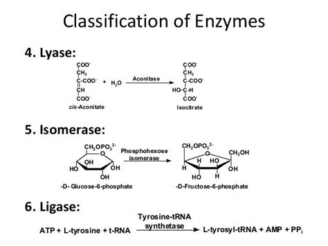 Ligase Enzyme Examples