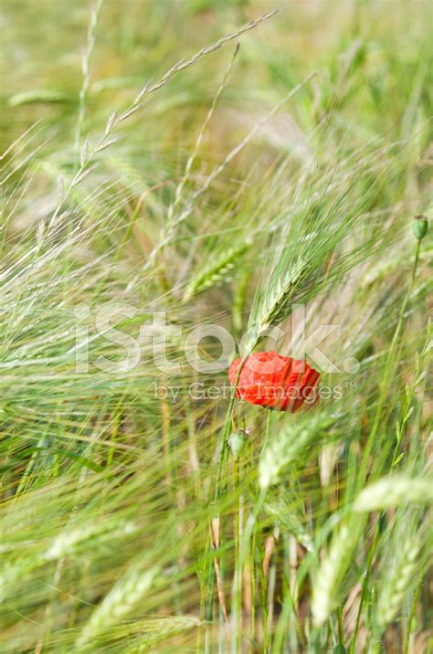 Poppy Field Stock Photo | Royalty-Free | FreeImages