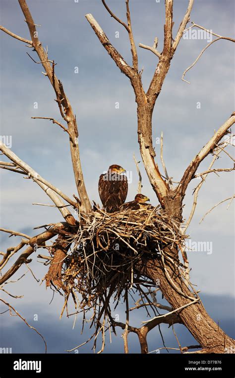 Nesting Mother Chick Ferruginous Hawks Stock Photo - Alamy