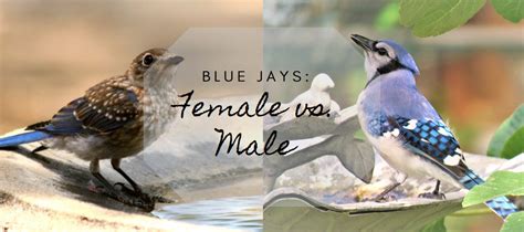 Female Blue Jay