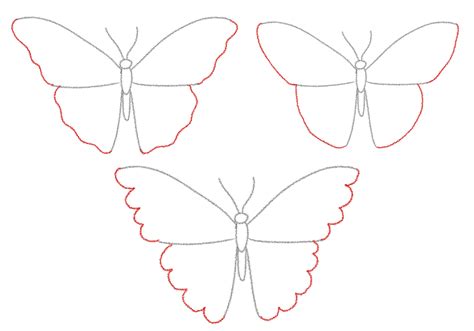 Butterfly Wing Drawing