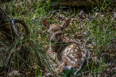 Baby Deer Sleeping Stock Photos, Pictures & Royalty-Free Images - iStock