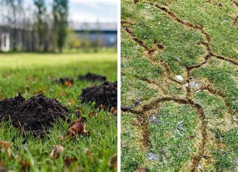 Vole vs. Mole: How to Identify the Culprit in Your Yard and Garden