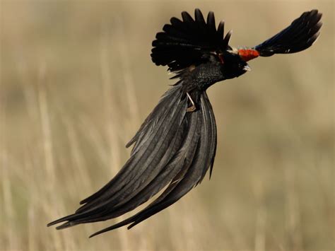 15 Birds With Spectacularly Fancy Tail Feathers