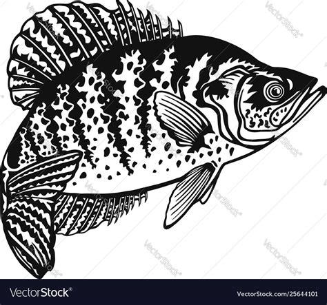 White crappie fish - freshwater sport Royalty Free Vector