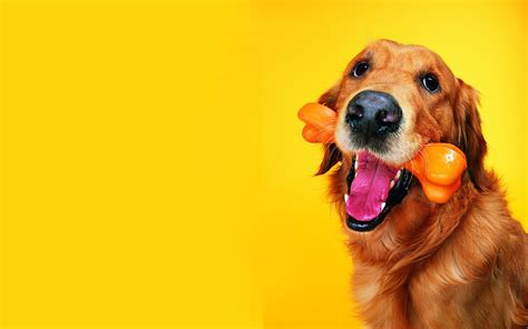 🔥 [50+] I Love Dogs Wallpapers | WallpaperSafari