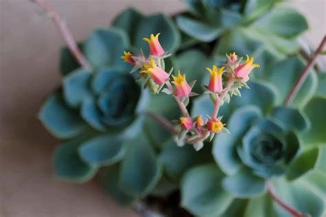 17 Amazing Succulents With Yellow Flowers