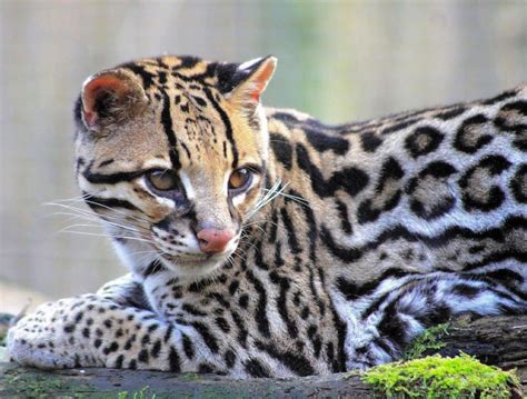 What Is A Ocelots Behavior