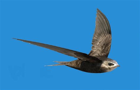 Common Swift (Ababeel) is a bird that can fly for 10 consecutive months without landing | by ...