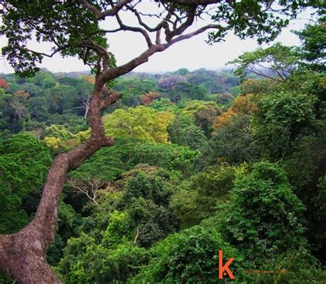 19+ Hutan Hujan Tropis, Terkini!