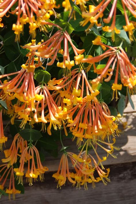 Buy Mandarin Orange Honeysuckle Vine | FREE SHIPPING | |Wilson Bros Gardens | 3 Gallon Pot For ...