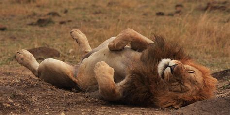 The Lions of Masai Mara !! | Masai mara, Lion and lioness, Wild cats