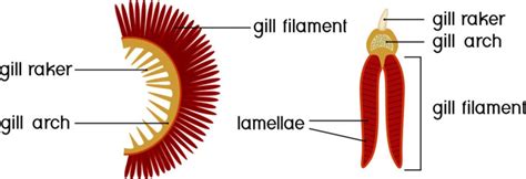 Fish Gill: Types, Structure And Function - Fish Article