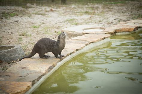 Otter Habitat | Florida Everglades Animals | Billie Swamp SafariBillie Swamp Safari