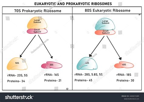 Diagram Comparing Prokaryotic Ribosome Eukaryotic Ribosome Stock Illustration 2269271085 ...