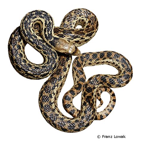 Santa Cruz Gopher Snake (Pituophis catenifer pumilus) - Pet Wiki