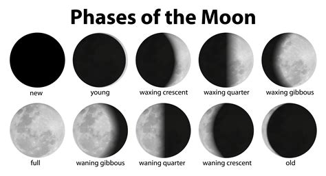 Phases of the Moon 448027 Vector Art at Vecteezy