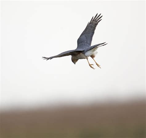 pewit: male Sparrowhawk hunting Snipe