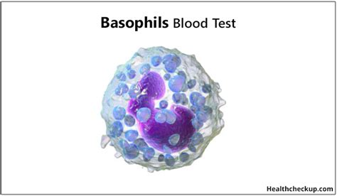 Basophils Blood Test: Normal Range, Causes of High, Low Basophil Count