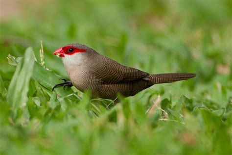 Details : Common Waxbill - BirdGuides