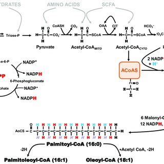 Schematic of de novo lipogenesis. Entry points for the main nutrient ...