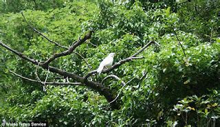 SALING INDONESIA: Pemandangan Menarik Burung Gagak Albino ‘Berwarna Putih’ yang sangat Langka