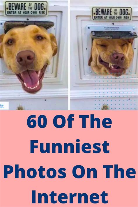 60 of the funniest pics on the internet | Funny photos, Funny pictures ...