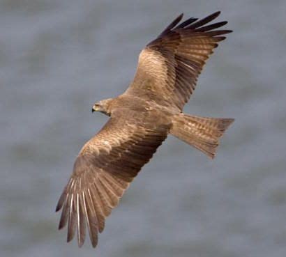 European Birds of Prey | Birds of prey, Prey, Birds