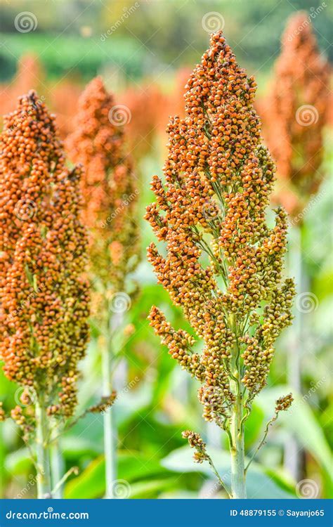 Sorghum Field in Morning Sun Light. Stock Image - Image of light, reap: 48879155