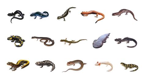 Types Of Salamanders | Learn Salamanders Amphibians In English Language - YouTube