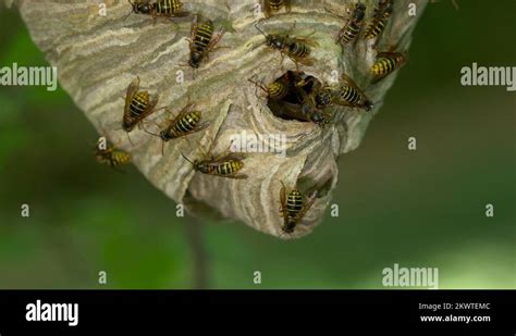 Wasp vespidae nest Stock Videos & Footage - HD and 4K Video Clips - Alamy