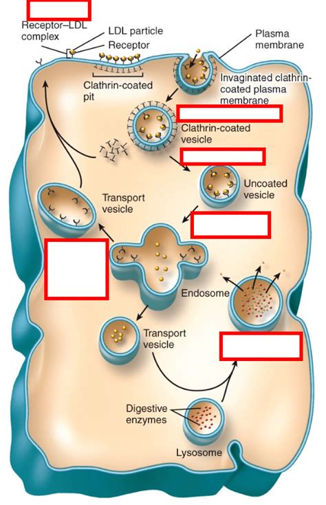 Transport in Vesicles Diagram | Quizlet