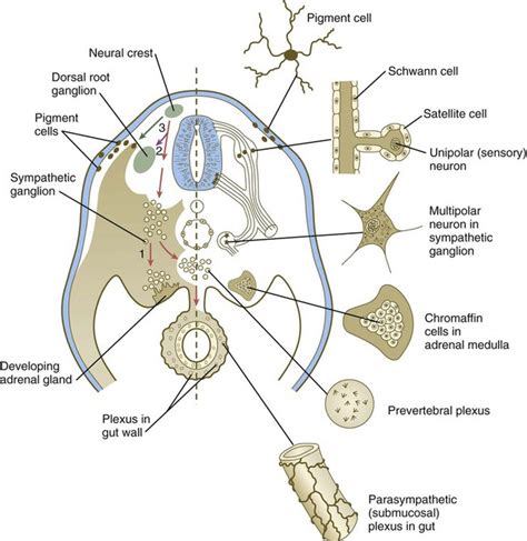 Neural Crest | Basicmedical Key