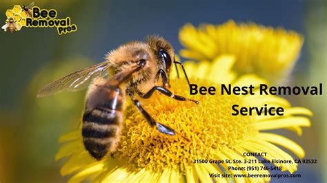 Bee Nest Removal Service | Beeremovalpros