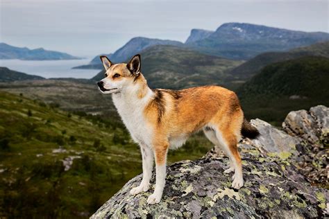 Graceful wild animal best blog: Wild animals of norway