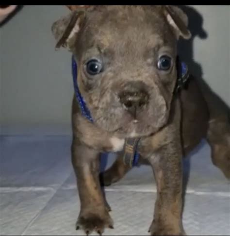 Tri American Bully Pup in Brooklyn, New York