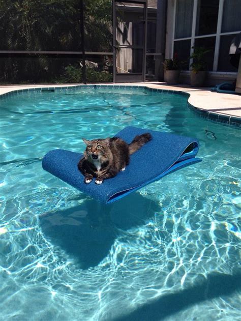 10+ Cats Who Immediately Regretted Their Poor Life Choices