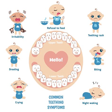 Baby Teething: Signs, Symptoms, Remedies, and FAQs - St. Johns Pediatric Dentistry