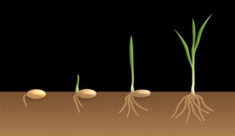 Seed Germination Process, Steps, Types | Gardening Tips