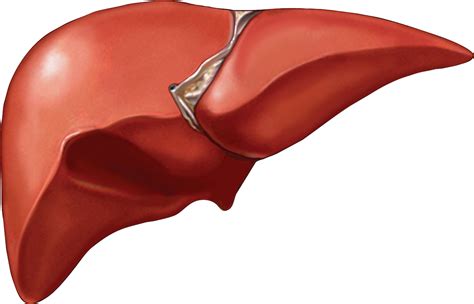 Liver Cirrhosis | Things Health